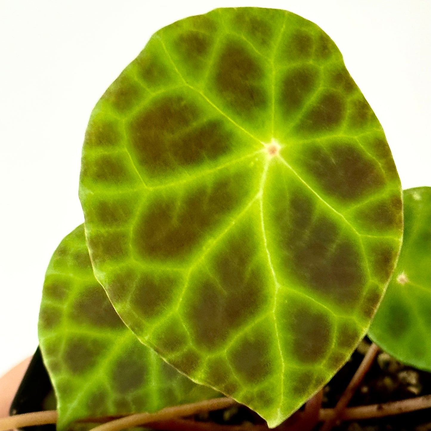 SEEDS Begonia kingiana
