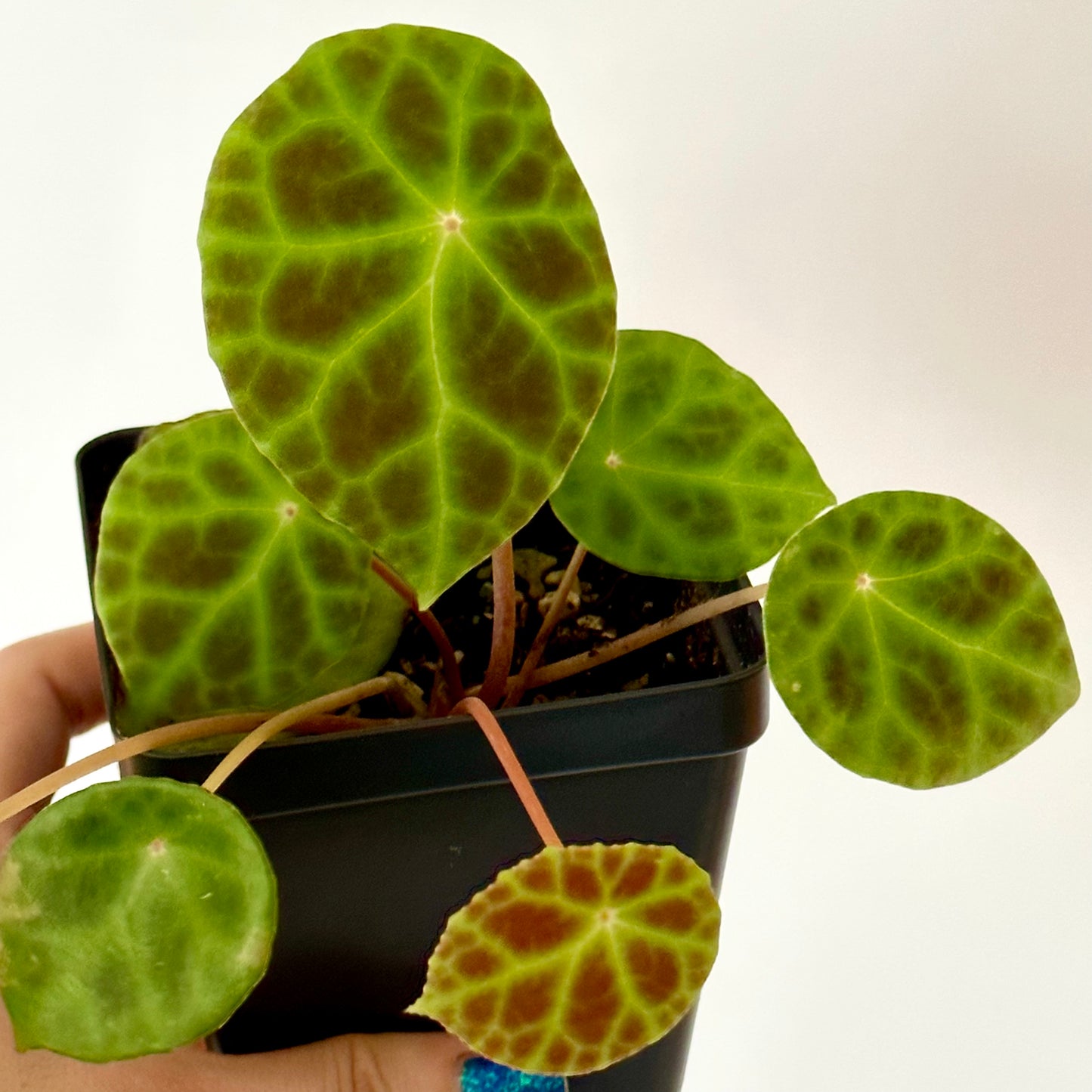 SEEDS Begonia kingiana