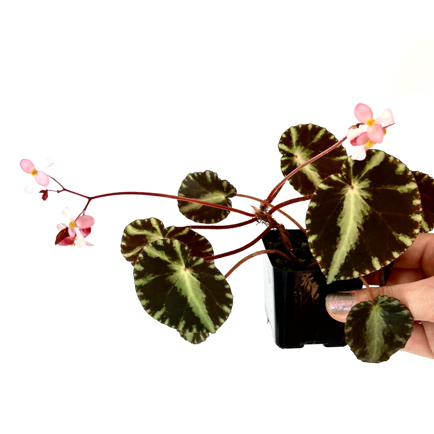 SEEDS Begonia cleopatrae