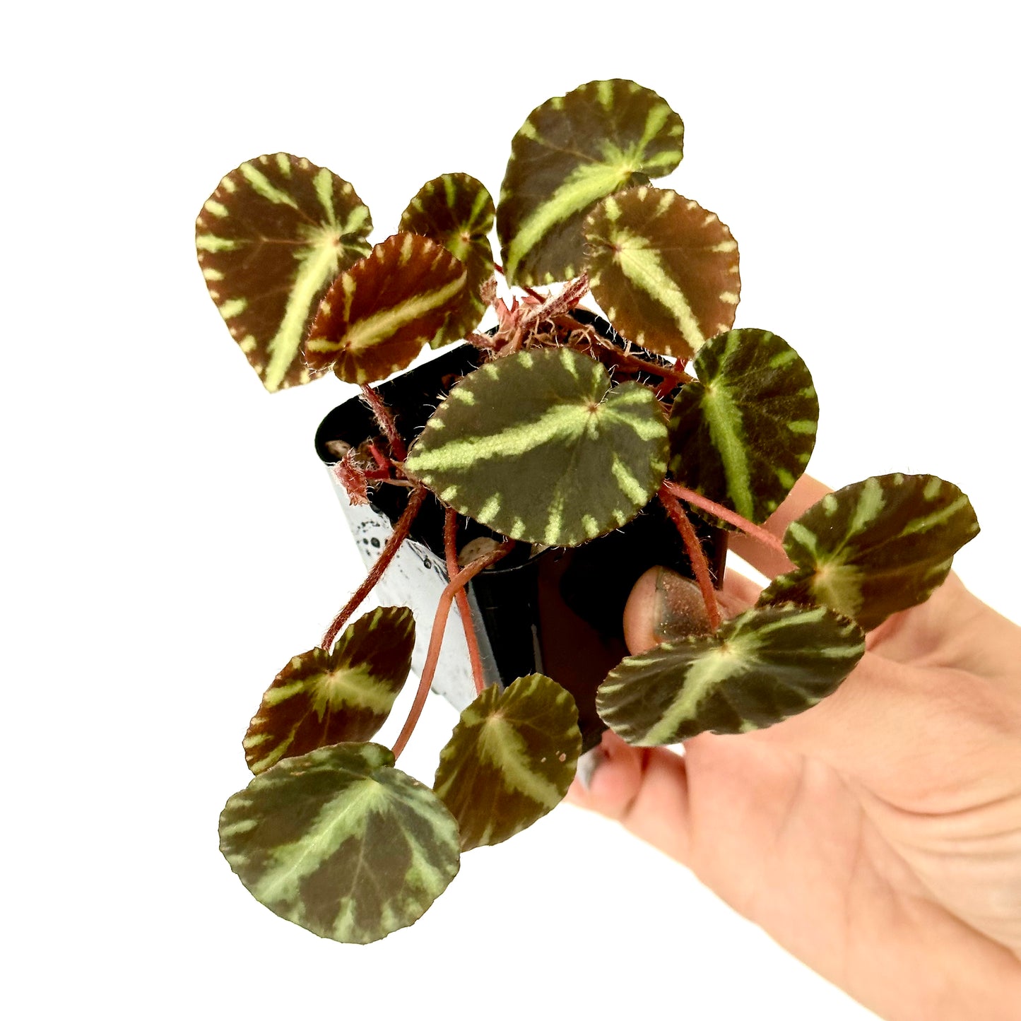 SEEDS Begonia cleopatrae
