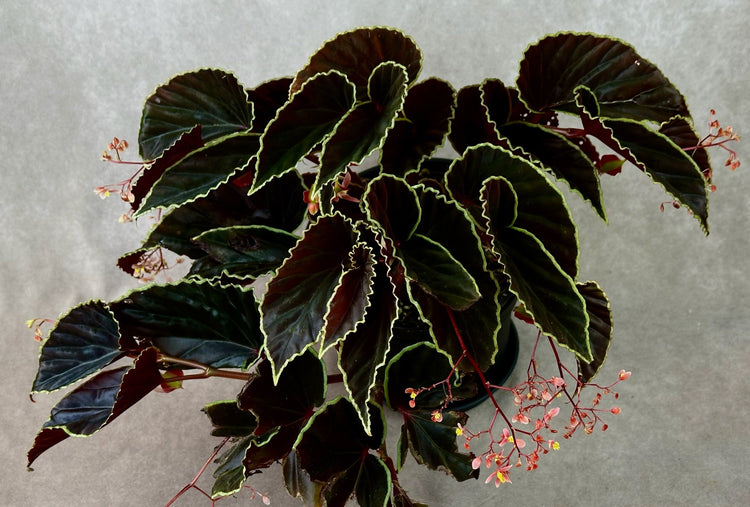 Begonia darthvaderiana, a rare jet-black species begonia, grown from hand-pollinated seed