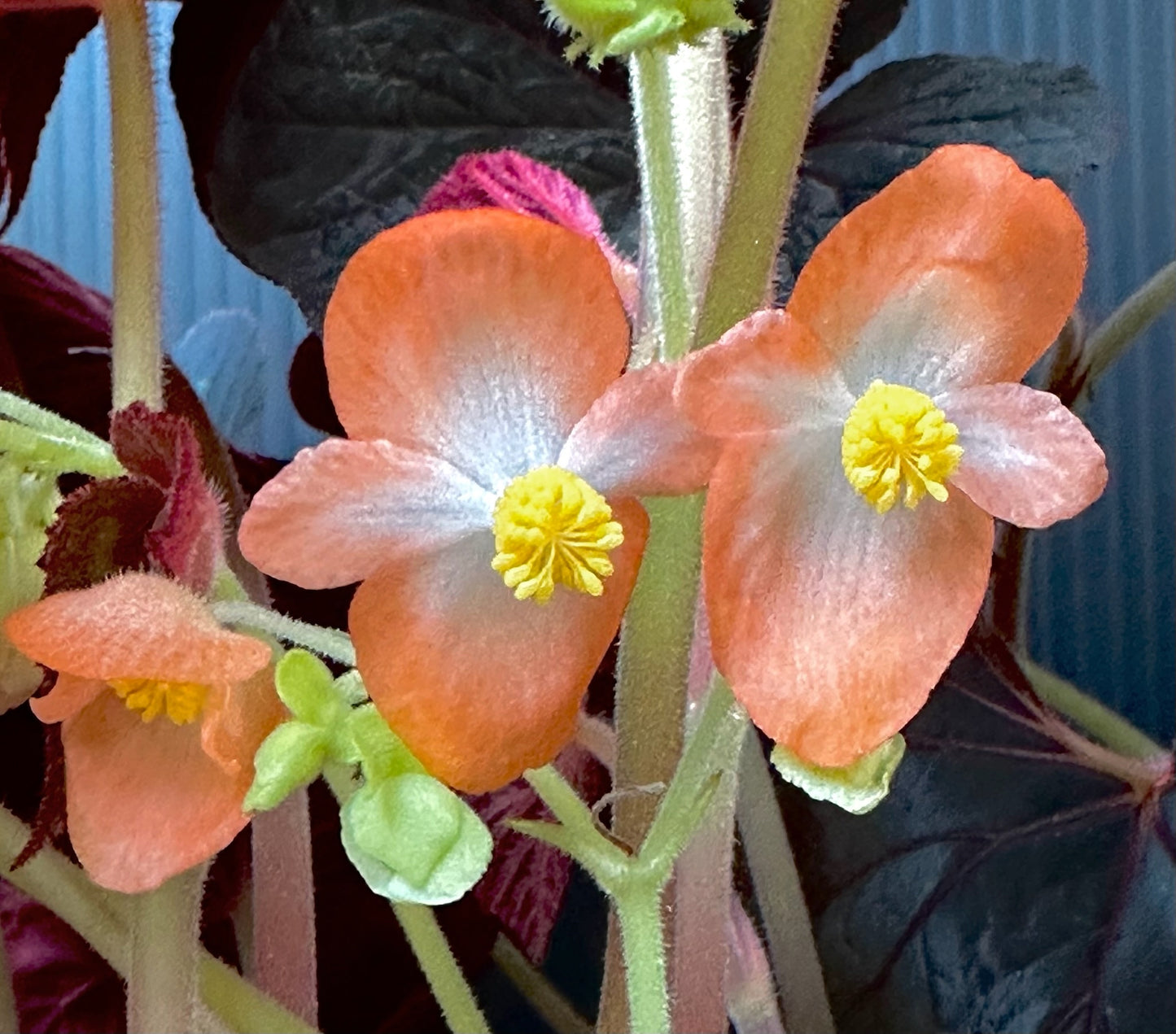 SEEDS Begonia cathayana