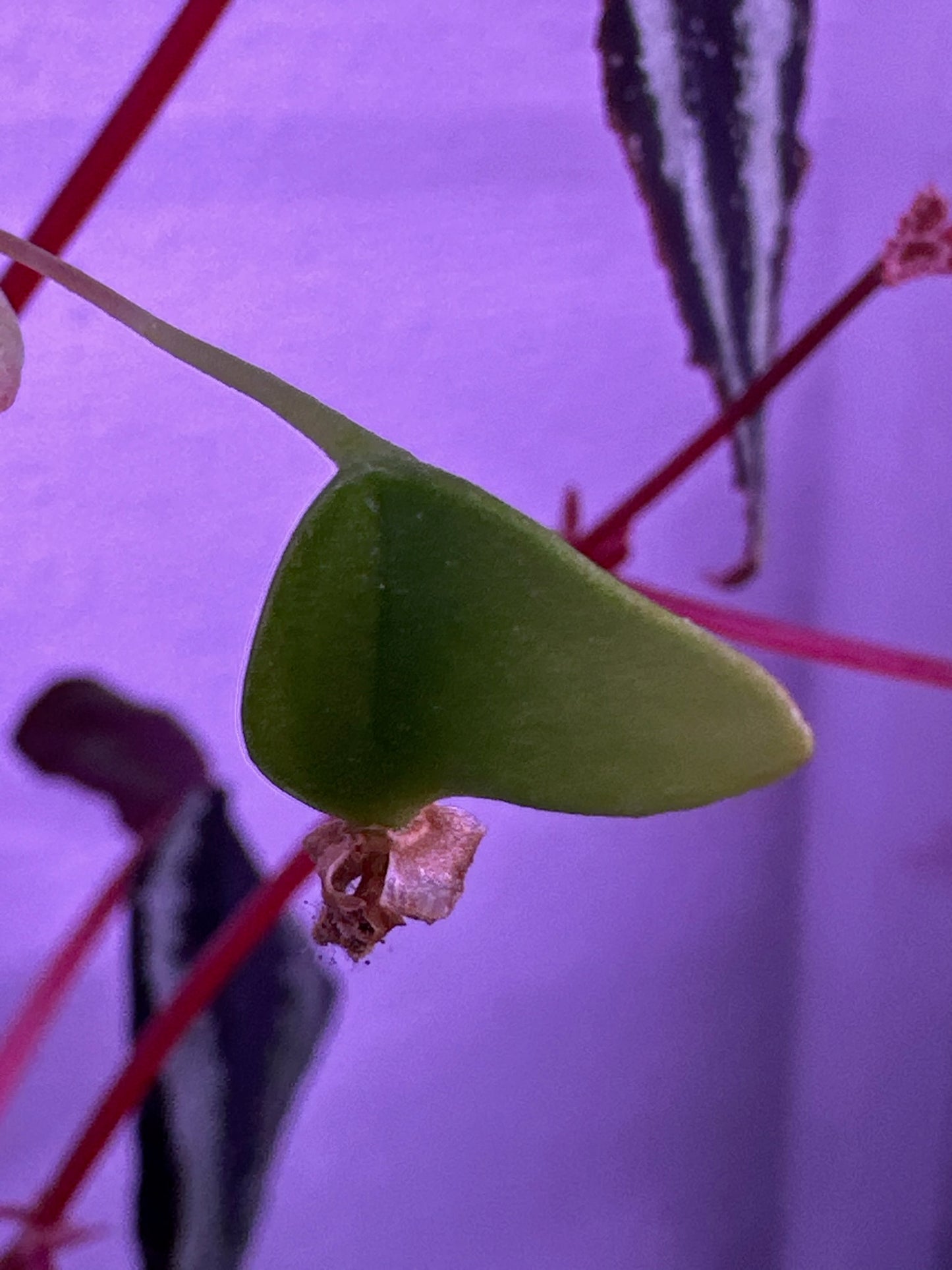 SEEDS Begonia curtisii "Milky Way"