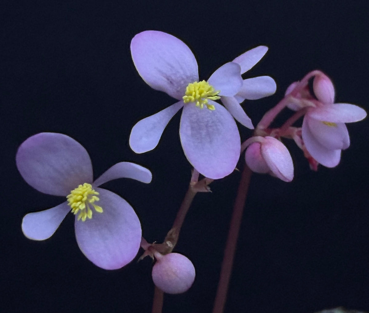 Begonia truncatifolia