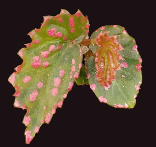 SEEDS Begonia negrosensis