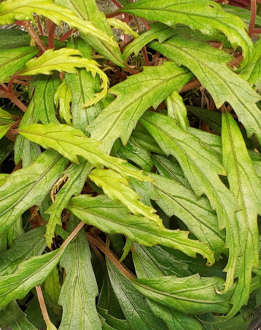 种子 海棠秋海棠