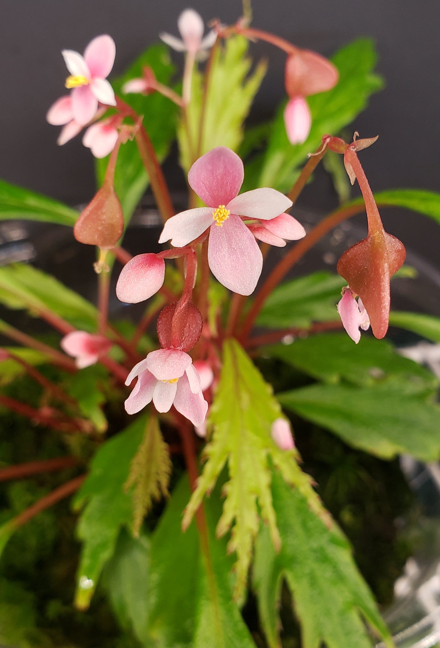 SEEDS Begonia nosymangabensis