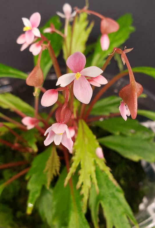 SEEDS Begonia nosymangabensis