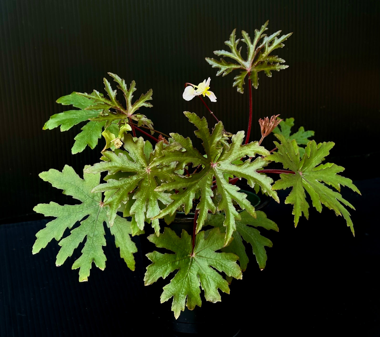 SEEDS Begonia menanjebensjs