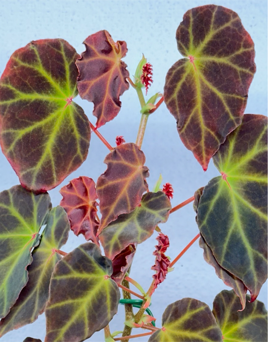 SEEDS Begonia rubida