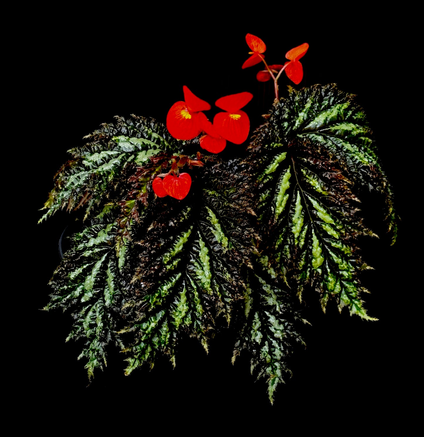 SEEDS Begonia sp. Papua Yamoor