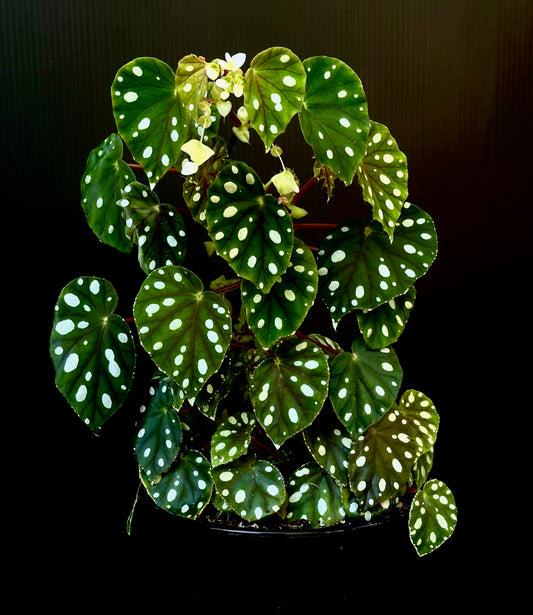 SEEDS Begonia jiewhoei
