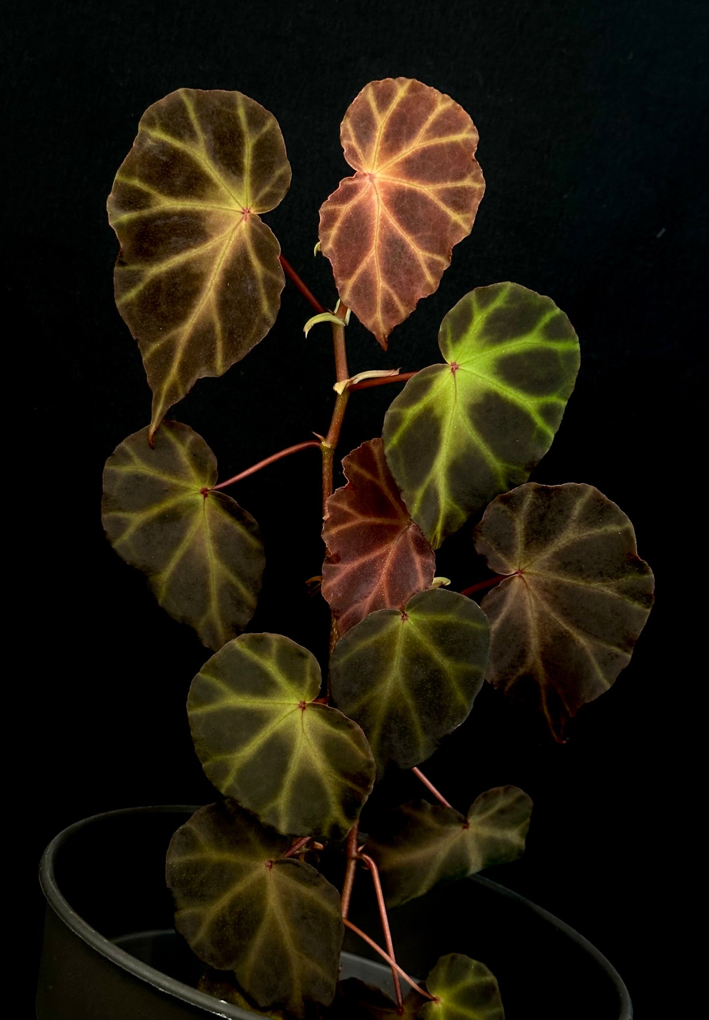 SEEDS Begonia rubida