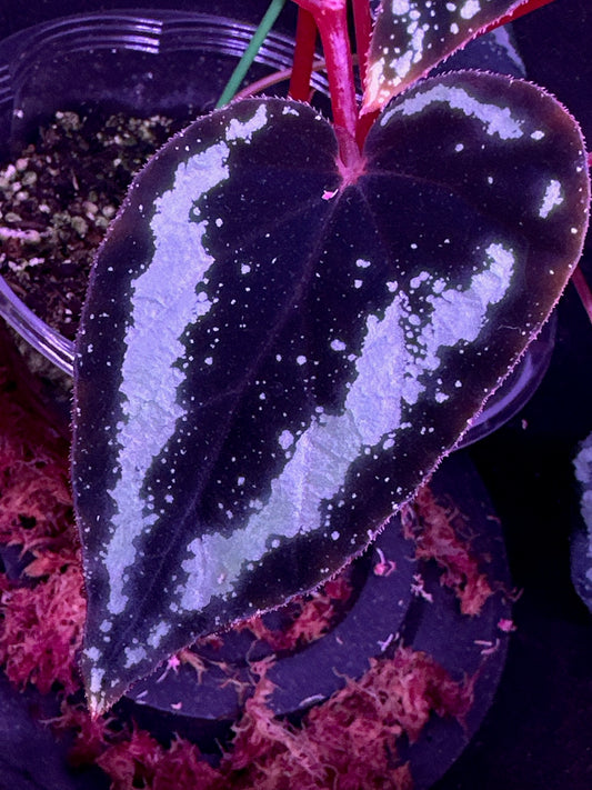 SEEDS Begonia curtisii "Milky Way"