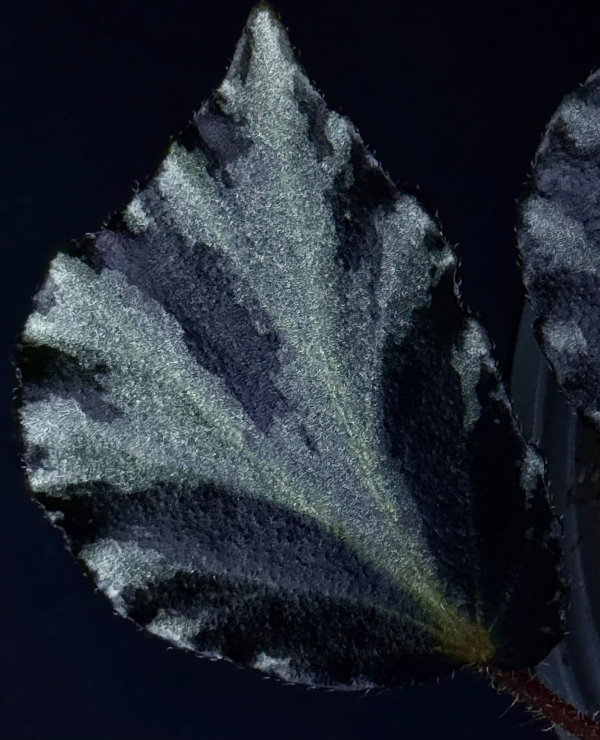 Begonia truncatifolia