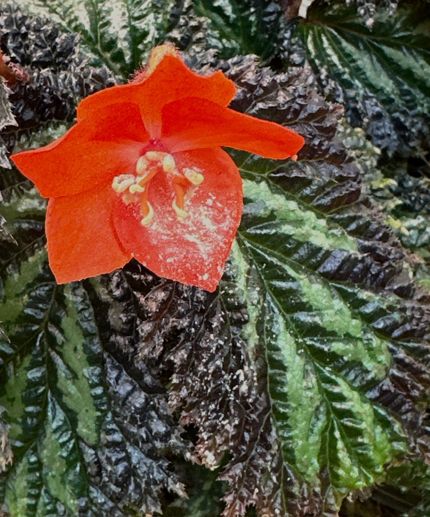 SEEDS Begonia sp. Papua Yamoor