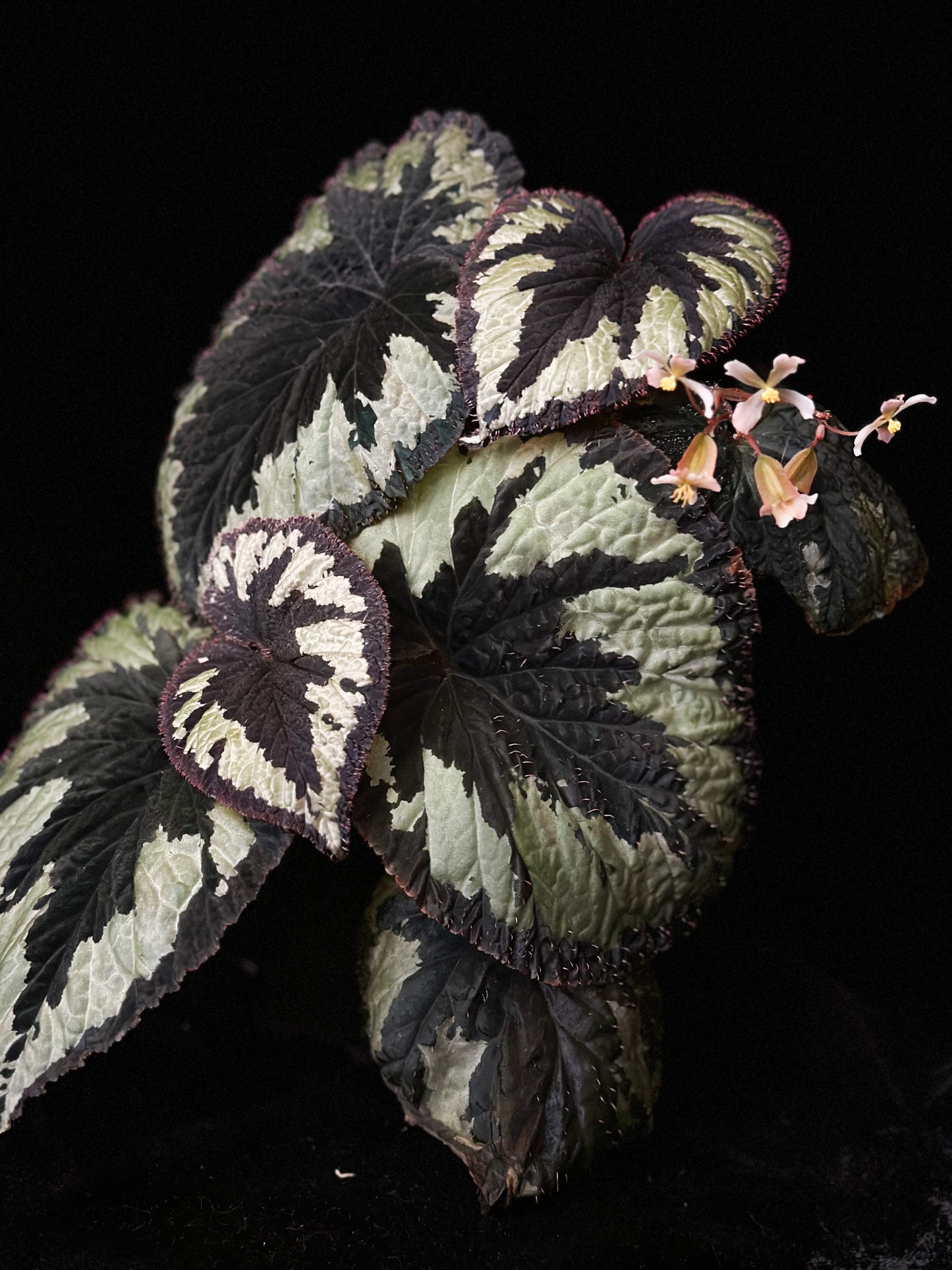 SEEDS Begonia lugonis