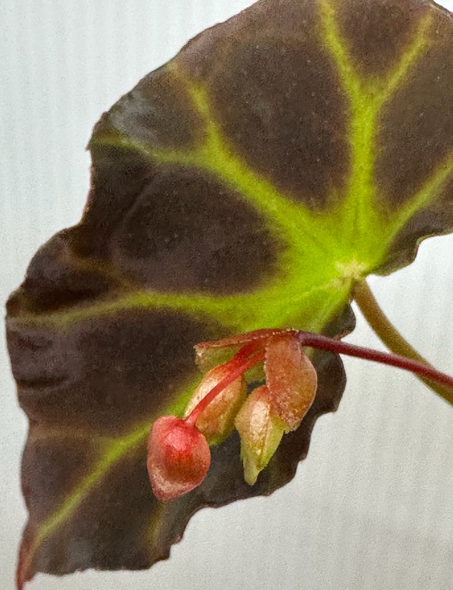 SEEDS Begonia rubida