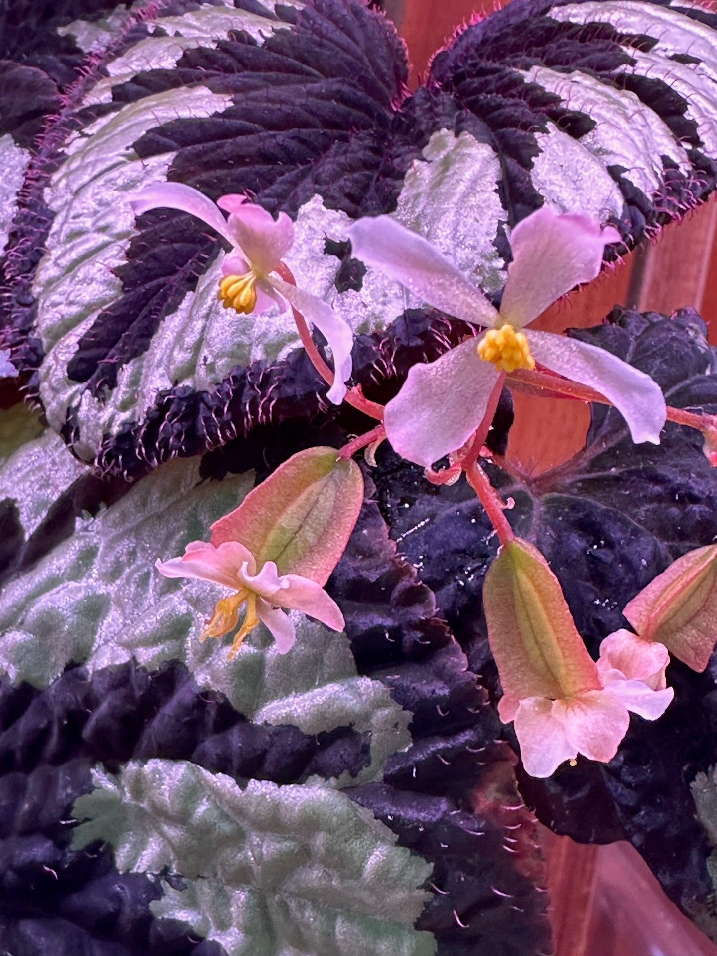 SEEDS Begonia lugonis