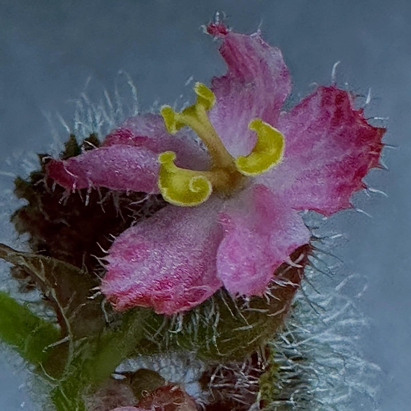 SEEDS Begonia conipila