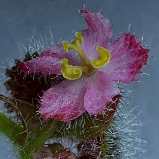 SEEDS Begonia conipila