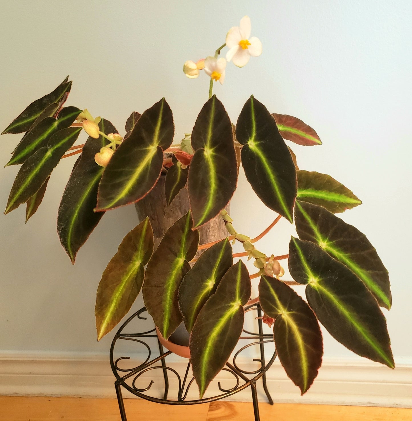 Begonia listada