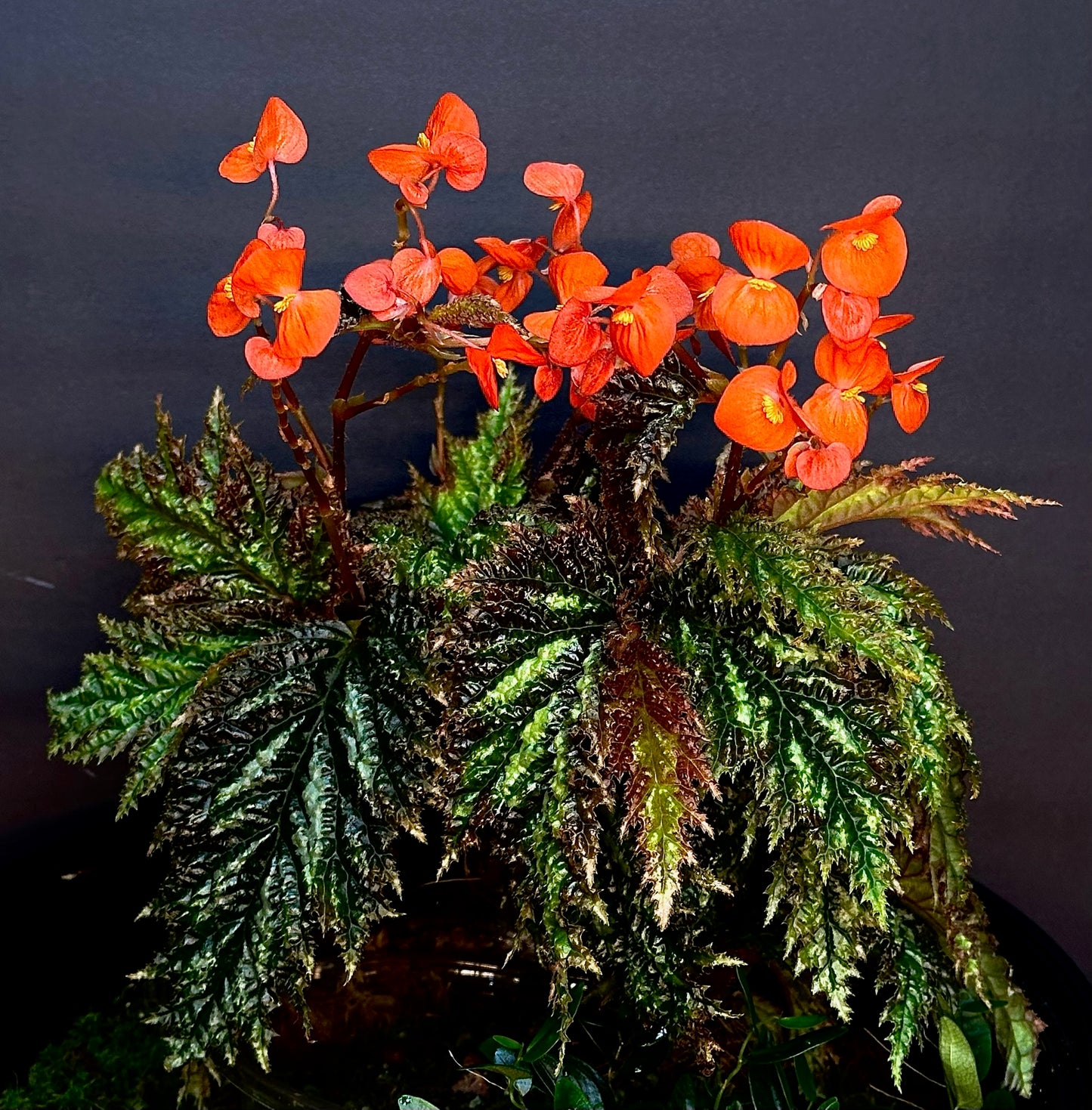 SEEDS Begonia sp. Papua Yamoor