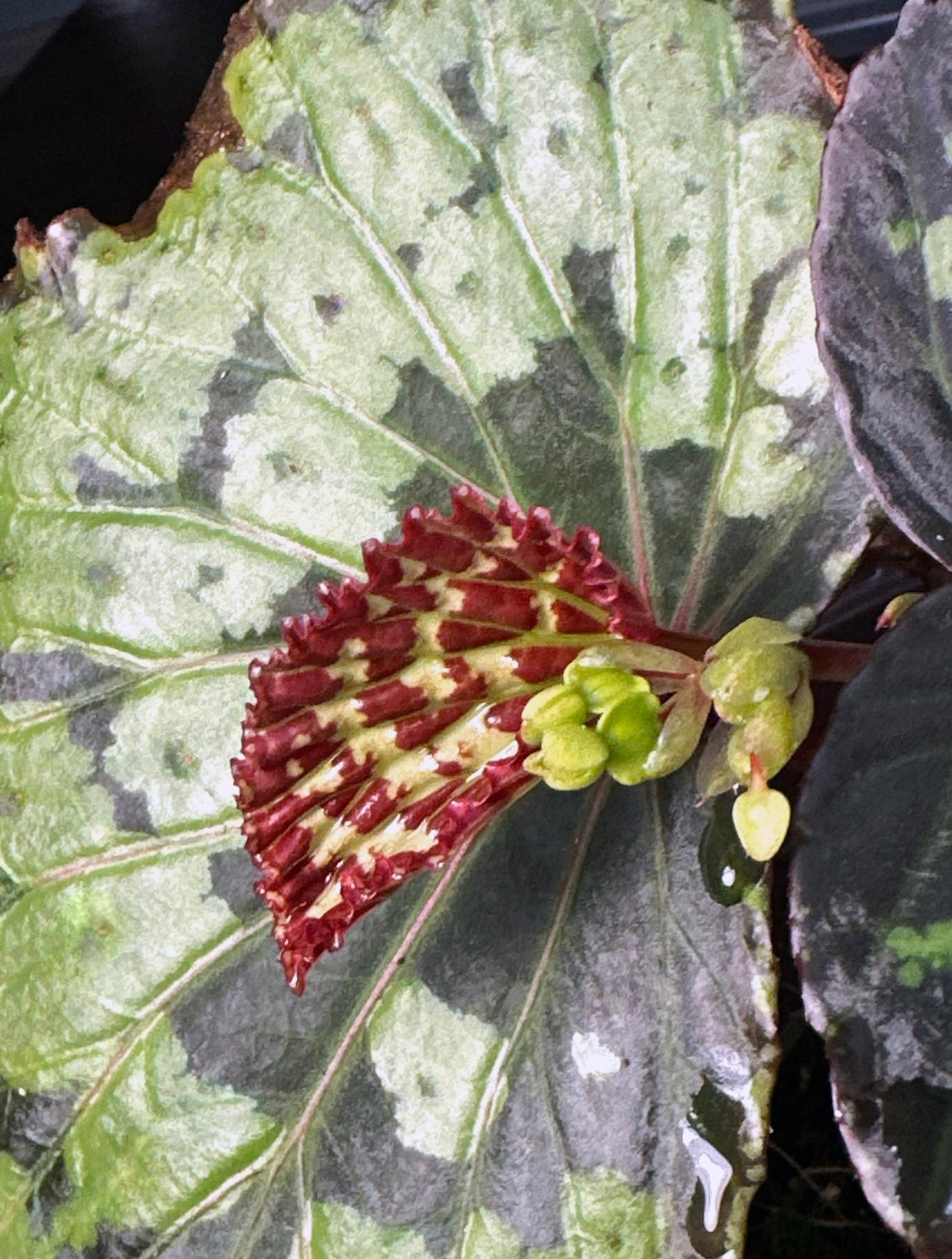 SEEDS Begonia sp. “Umbrella”