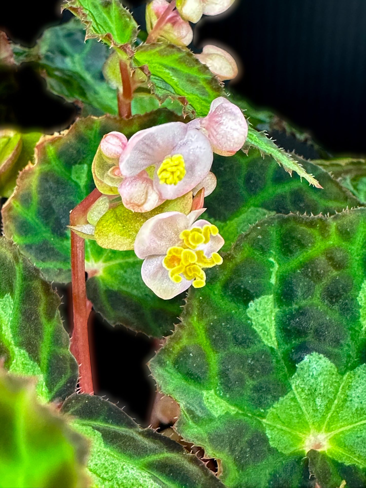 SEEDS Begonia colorata