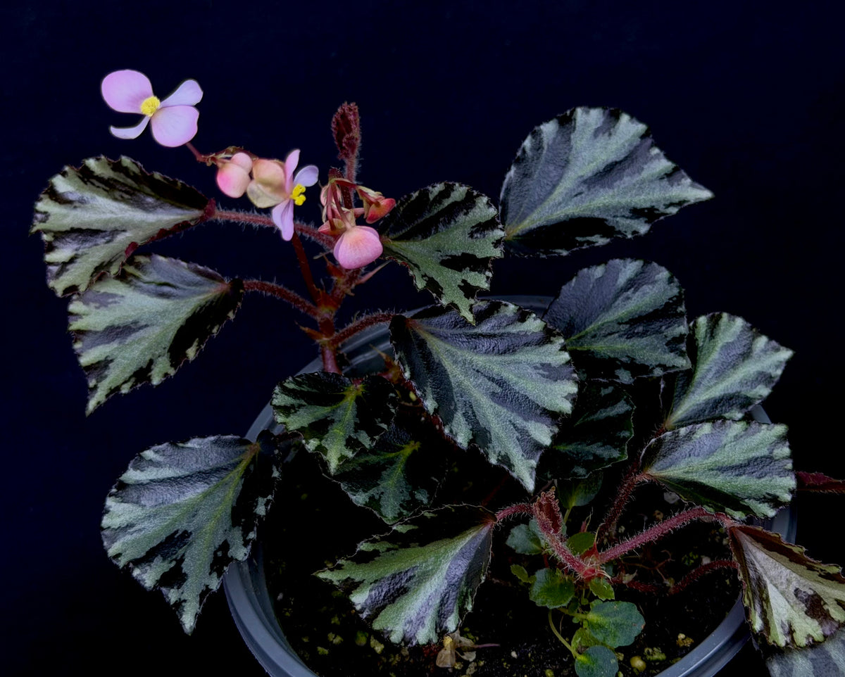 Begonia truncatifolia