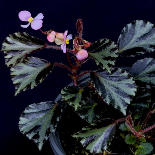 Begonia truncatifolia