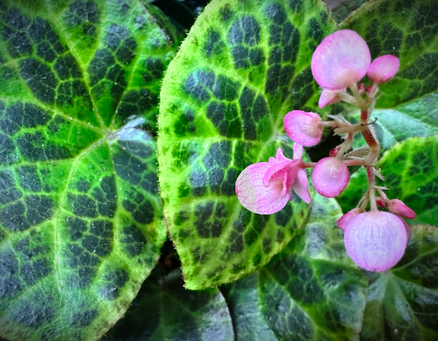 SEEDS Begonia suborbiculata