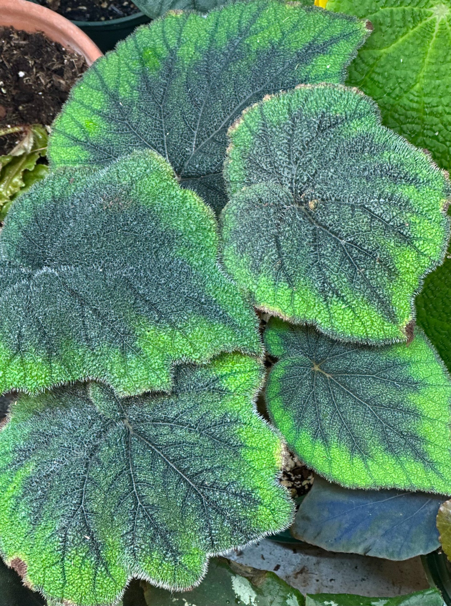 SEEDS Begonia sp Vietnam Green/Brown