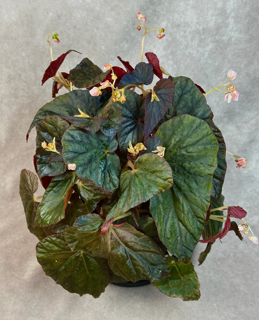 SEEDS Begonia tuberous blue, spotless