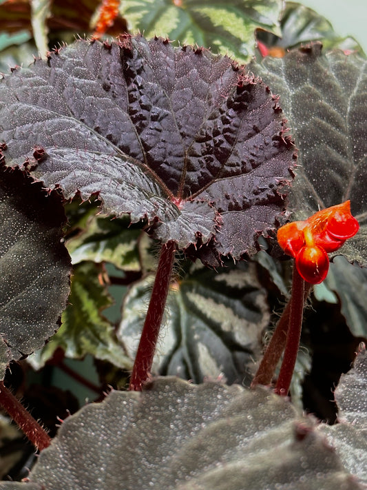 SEEDS Begonia U485