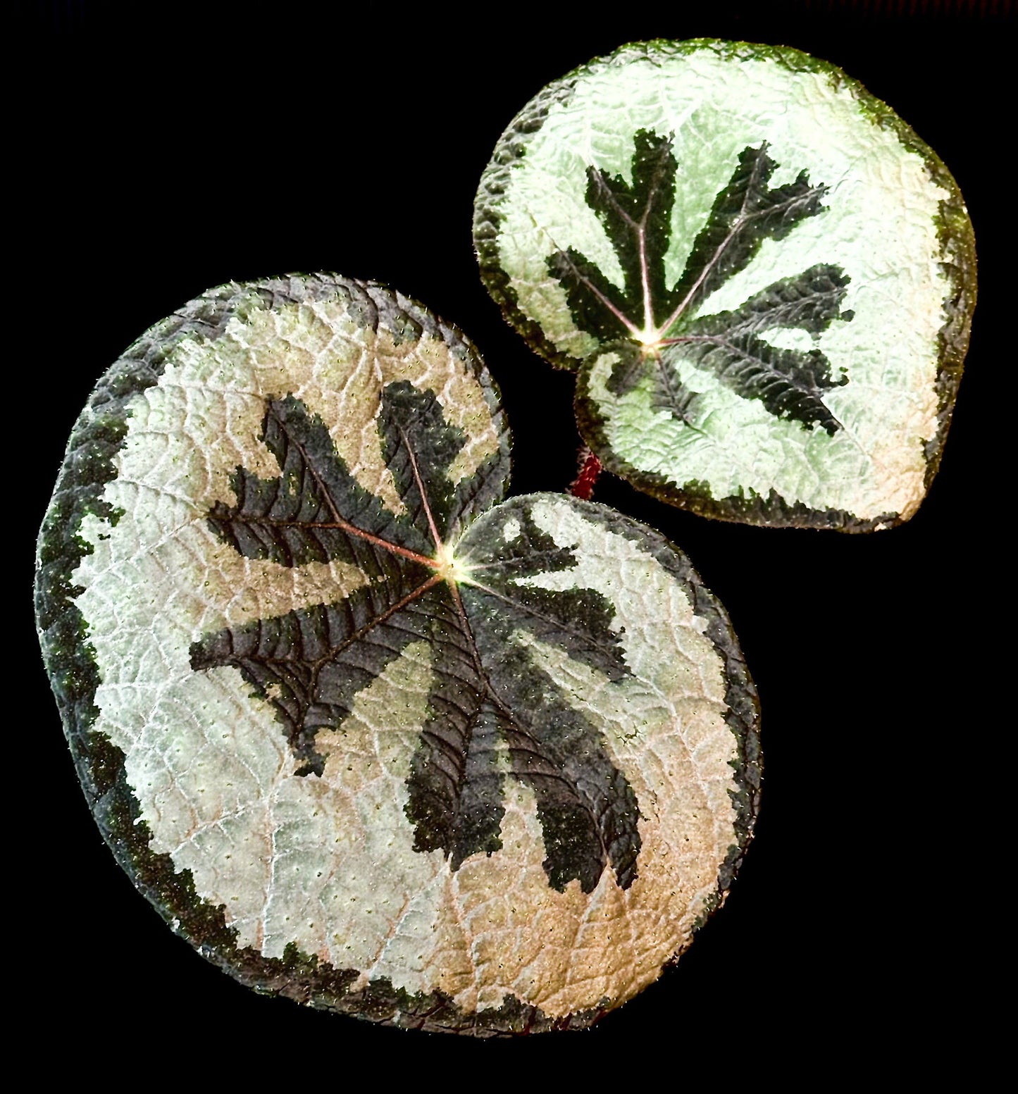 SEEDS Begonia lanternaria