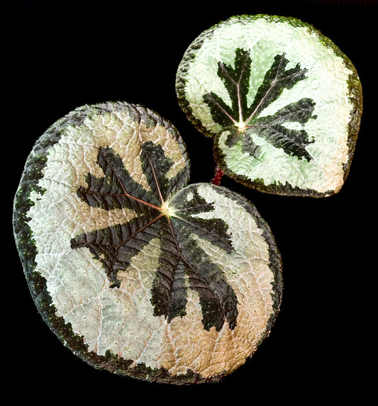 SEEDS Begonia lanternaria