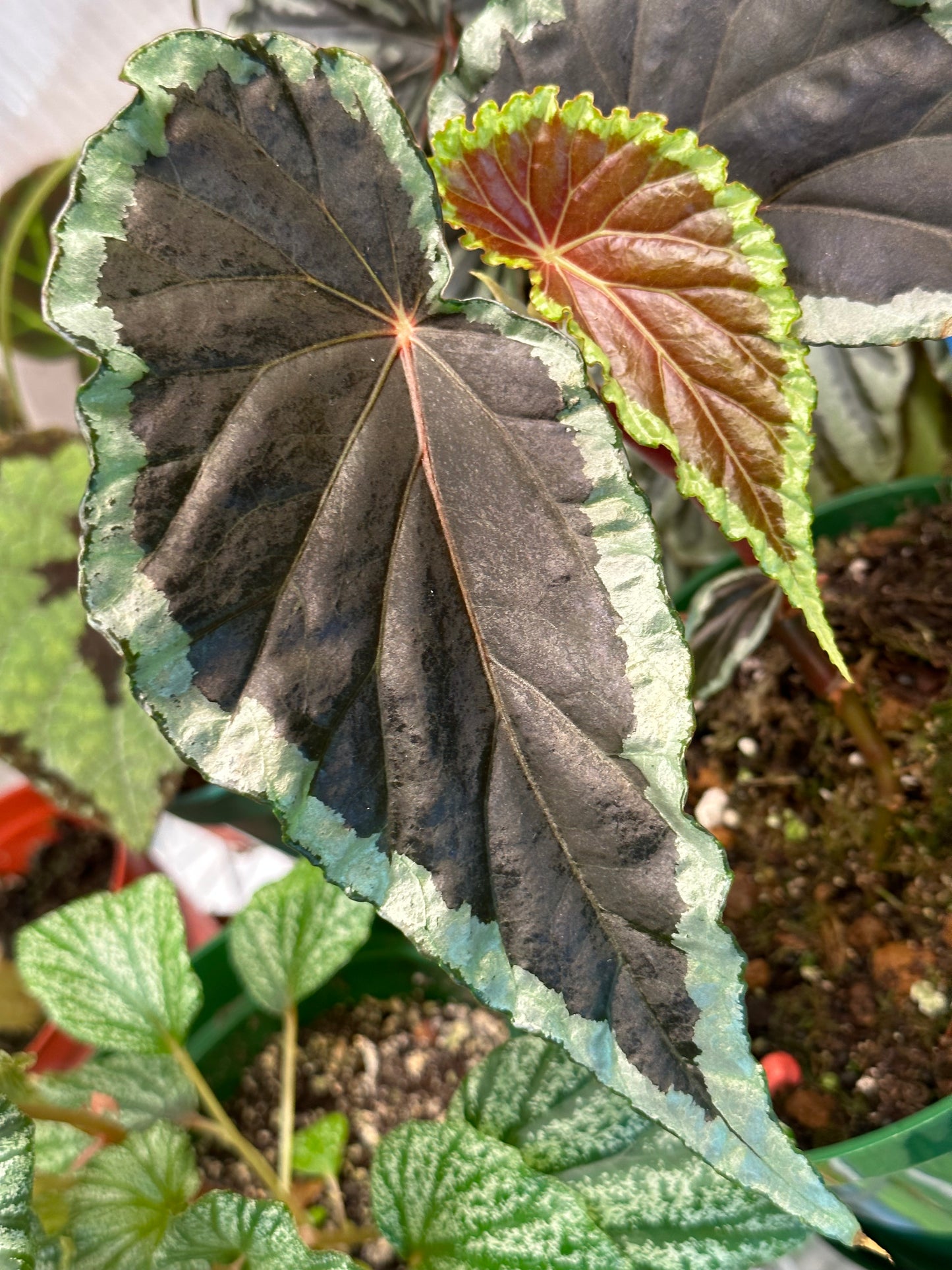 SEEDS Begonia baramensis