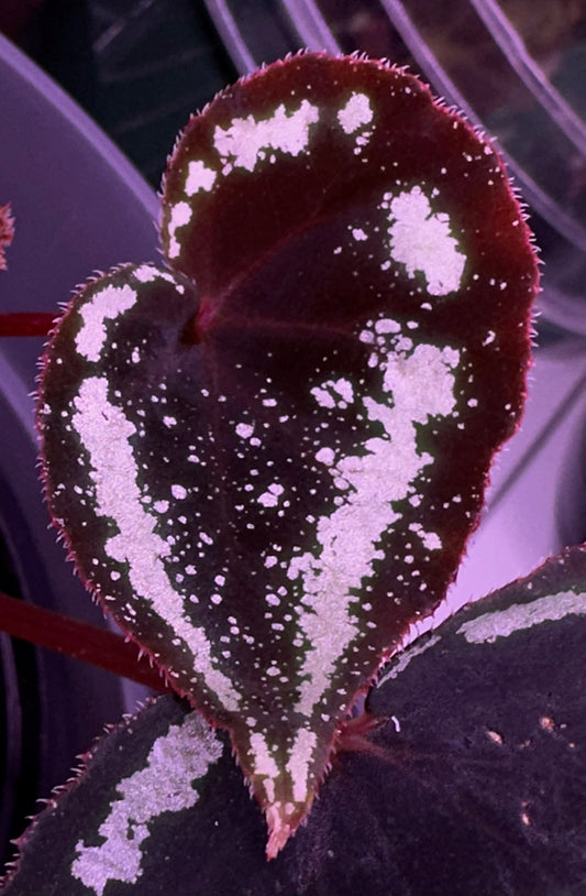 SEEDS Begonia curtisii "Milky Way"