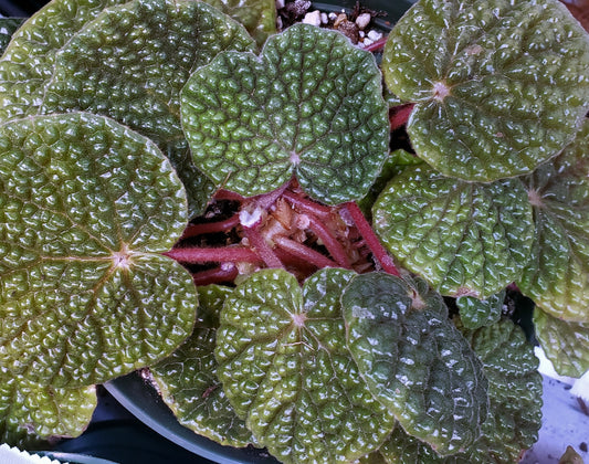 SEEDS Begonia bullatifolia