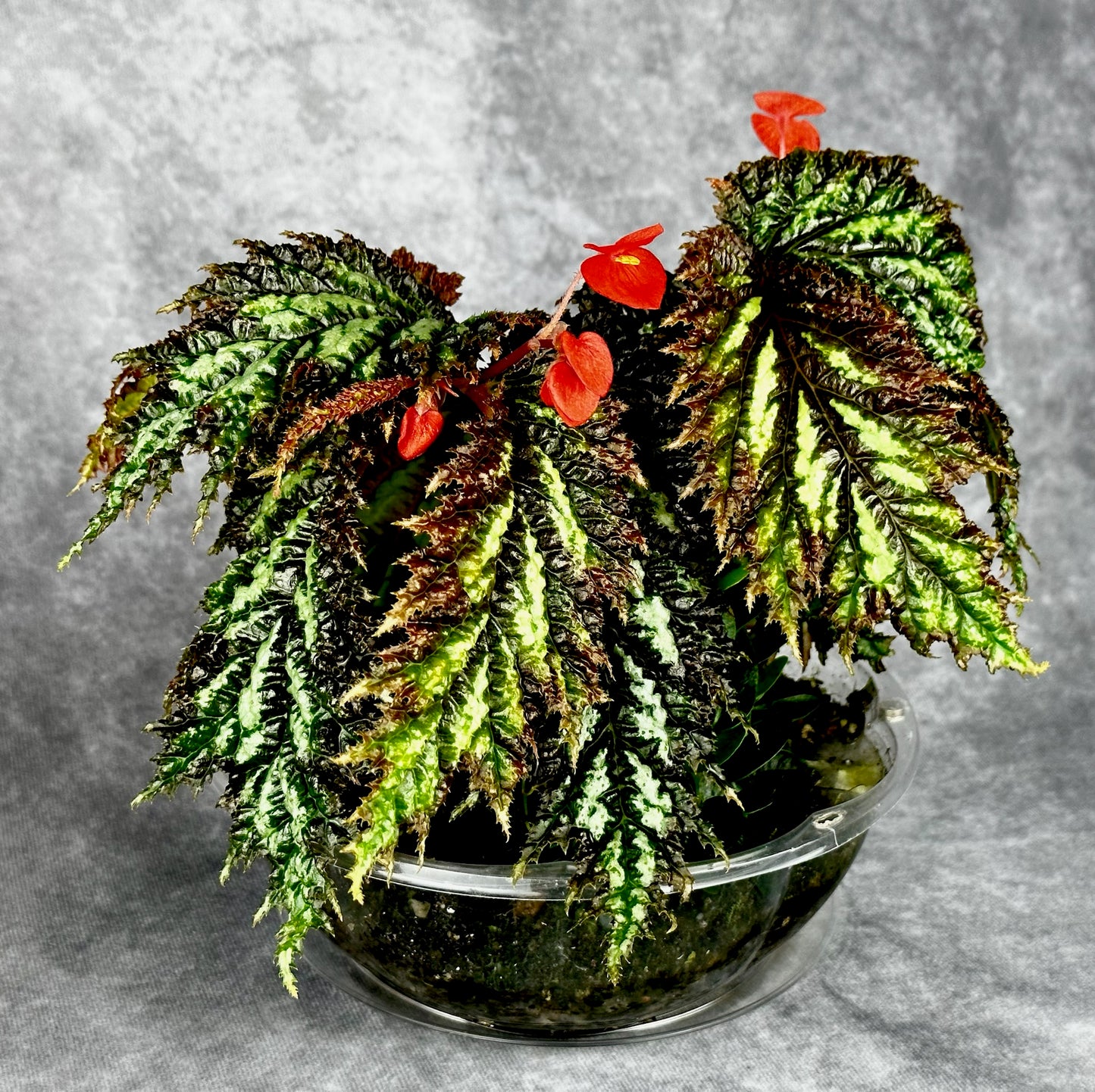 SEEDS Begonia sp. Papua Yamoor