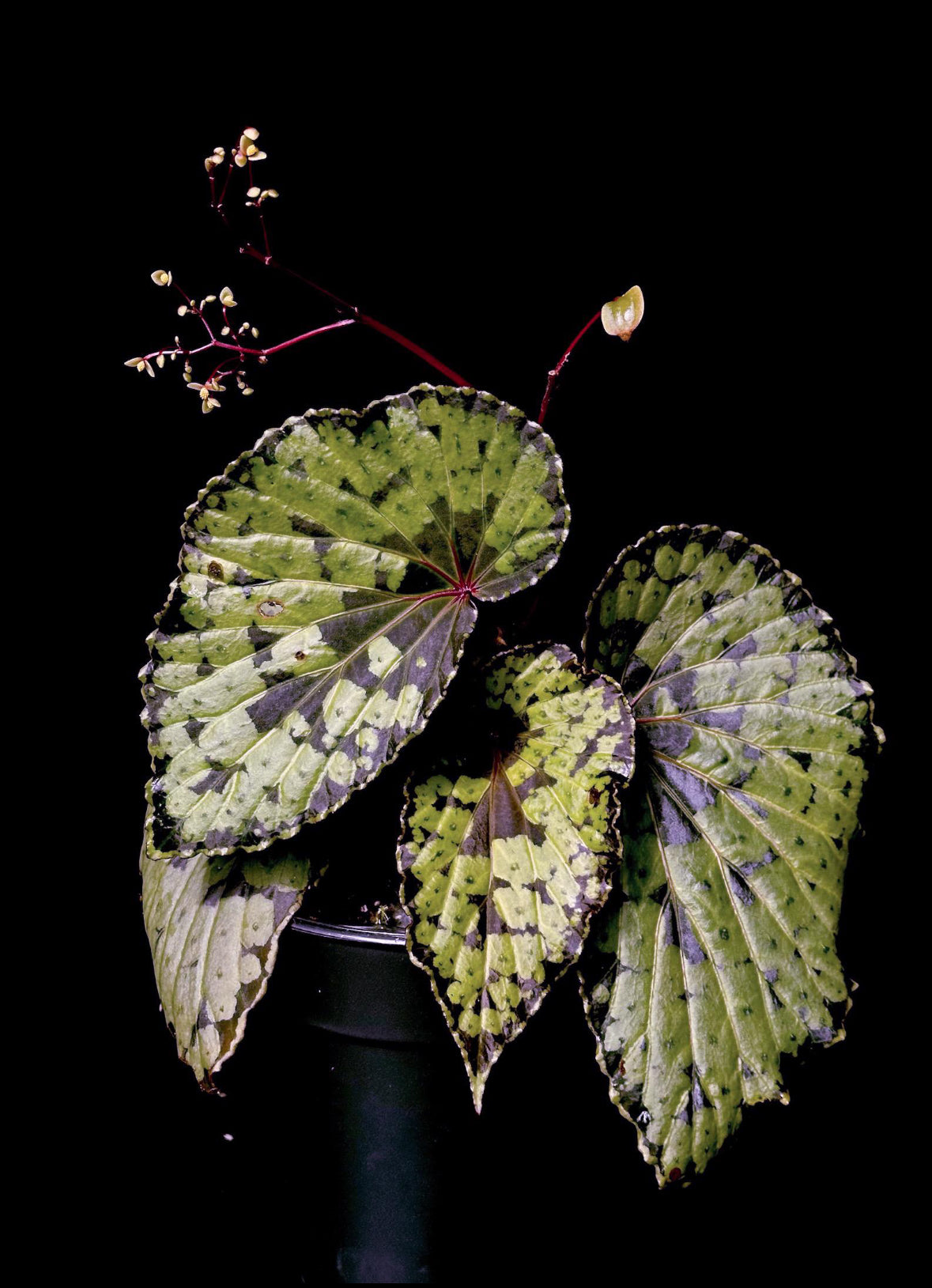 SEEDS Begonia sp. “Umbrella”