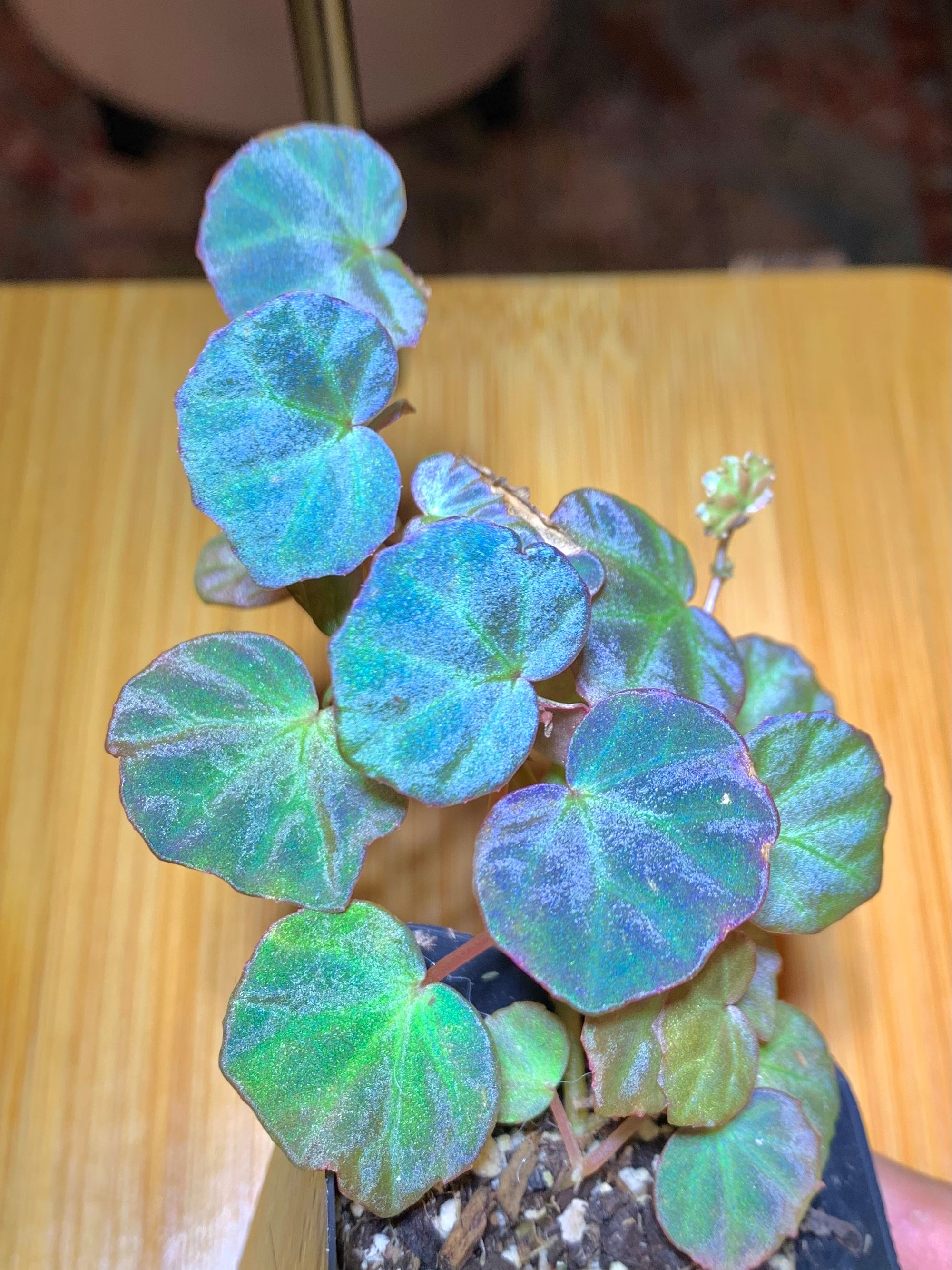 人気商品は begonia sp.sarawak ベゴニア 白玉 Begonia 観葉植物