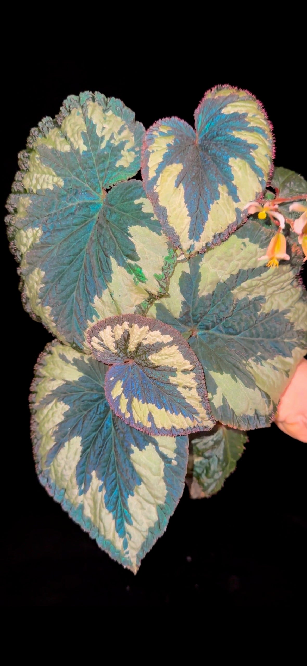 SEEDS Begonia lugonis