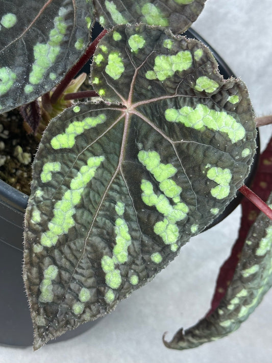 SEEDS Begonia xanthina