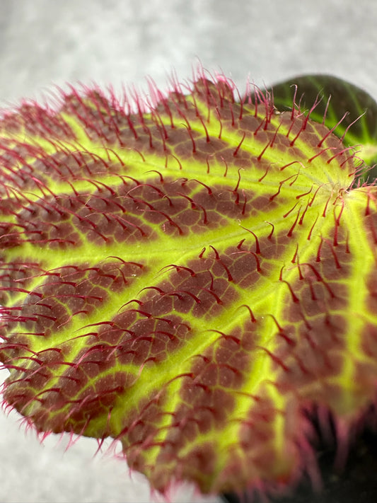 SEEDS Begonia chloroneura