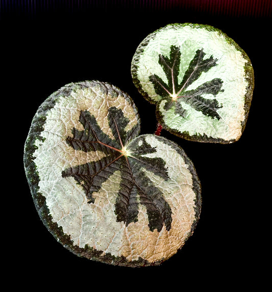 SEEDS Begonia lanternaria