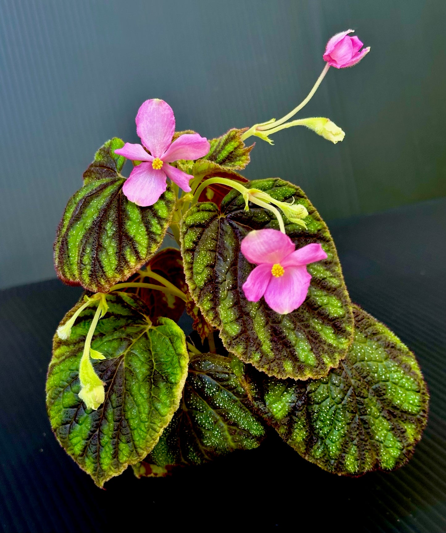 SEEDS Begonia picta