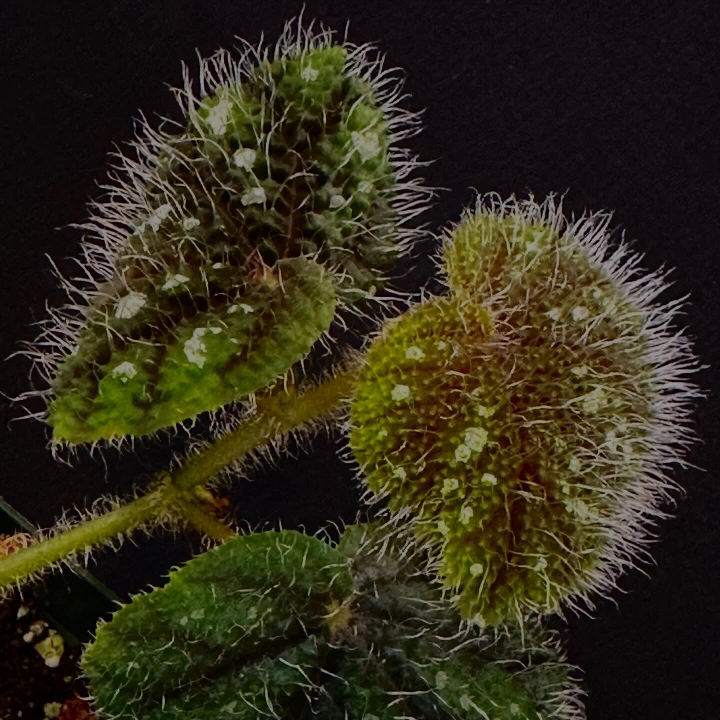 SEEDS Begonia conipila