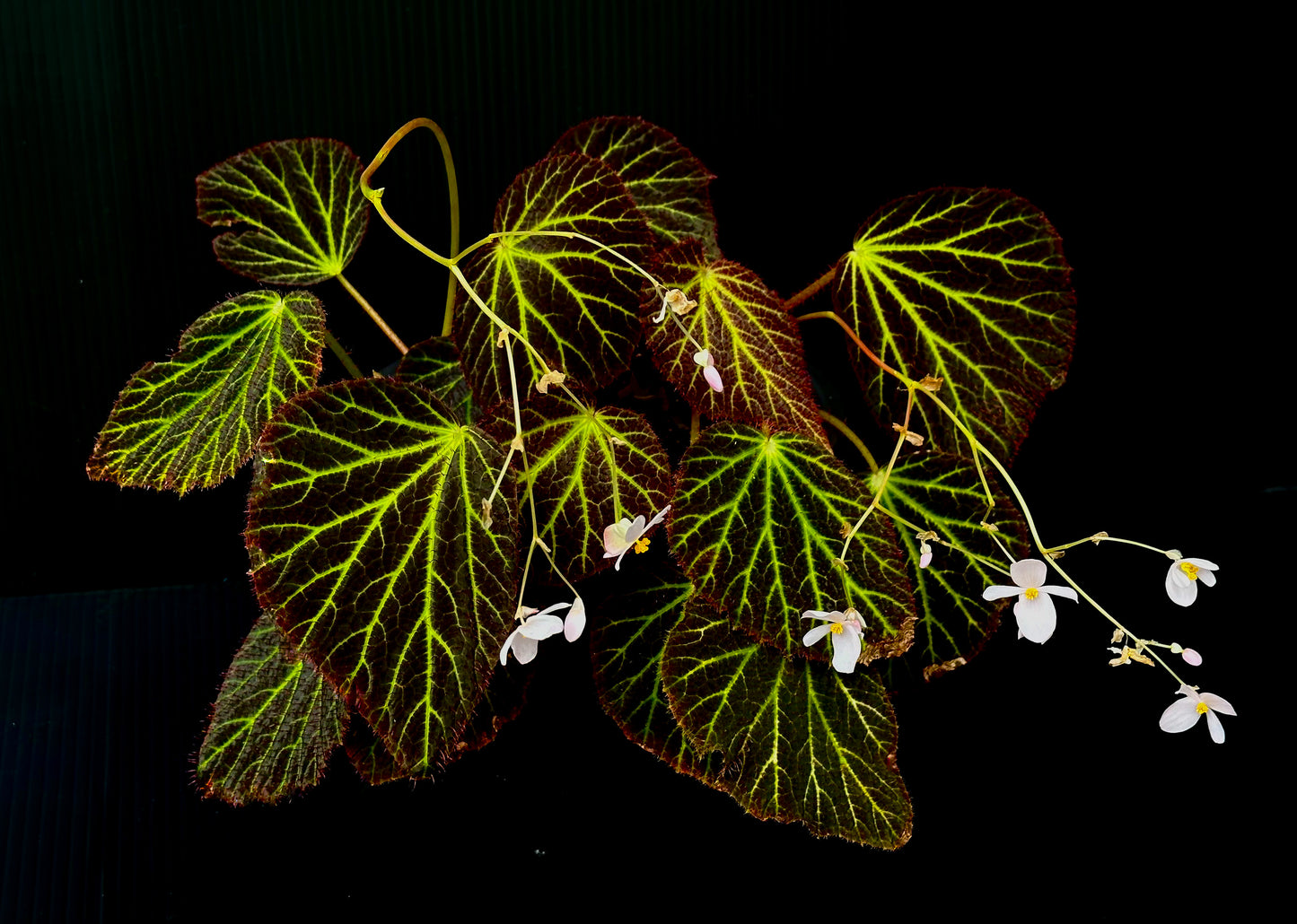 SEEDS Begonia chloroneura